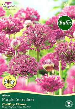 ALLIUM PURPLE SENSATION NET 50