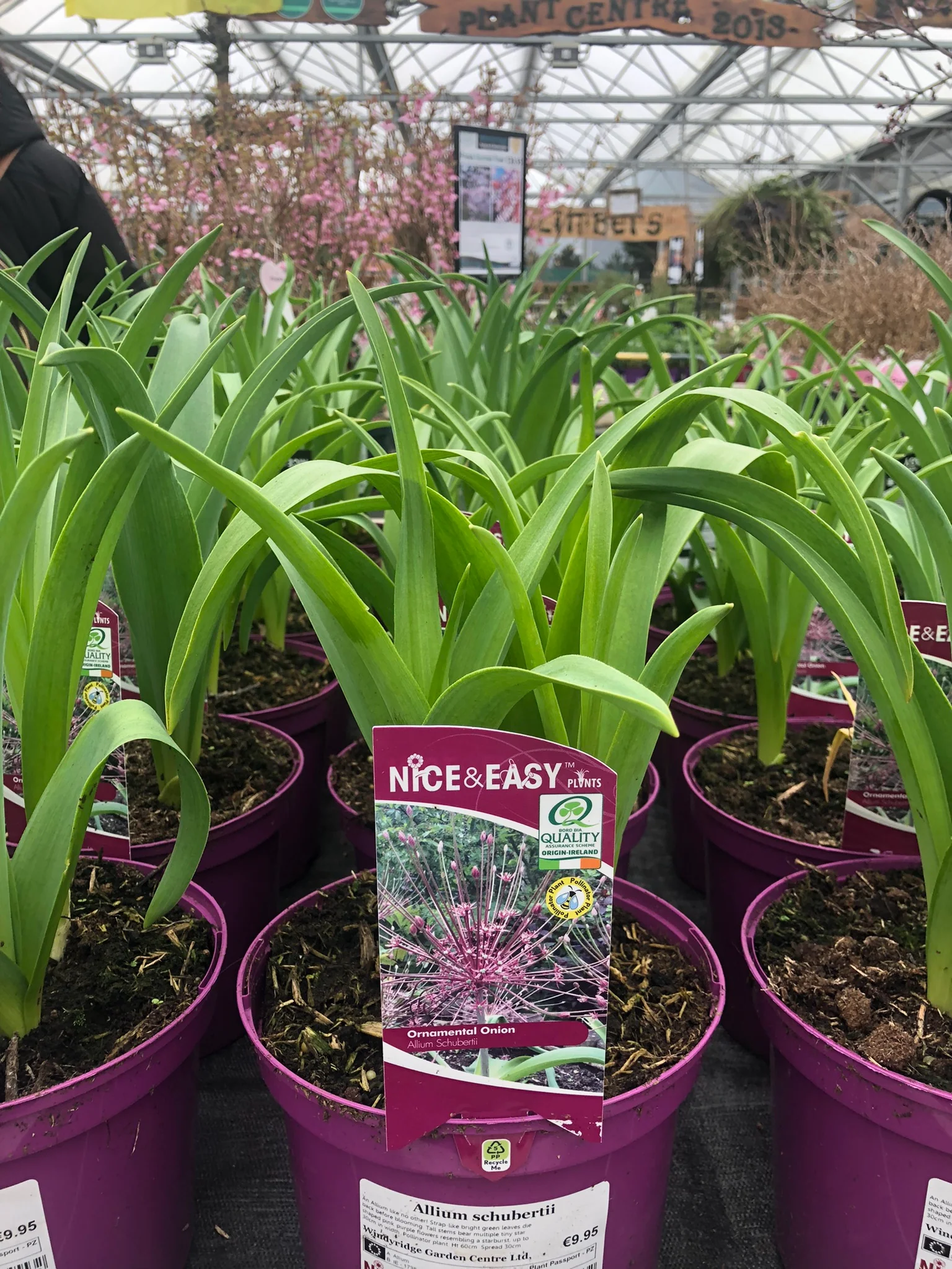 Allium schubertii - Image 3