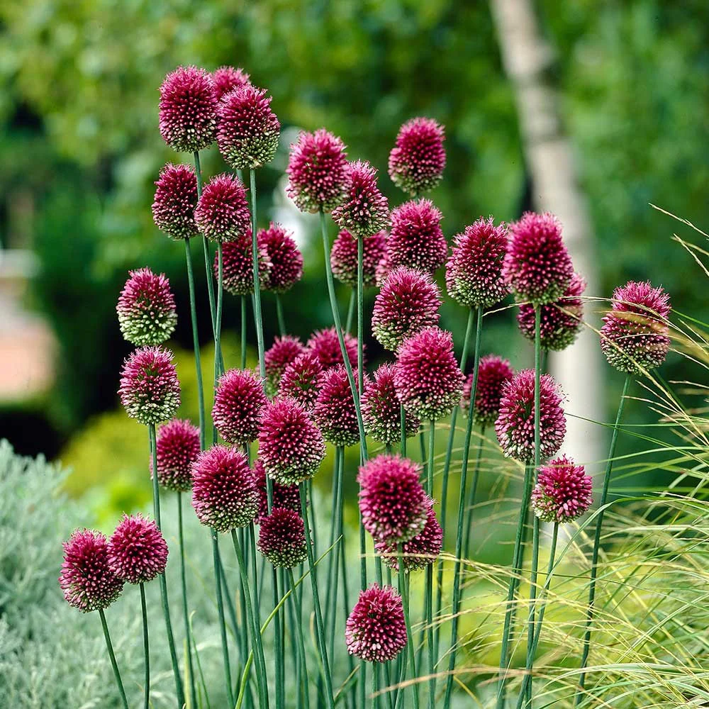 ALLIUM SPHAEROCEPHALON