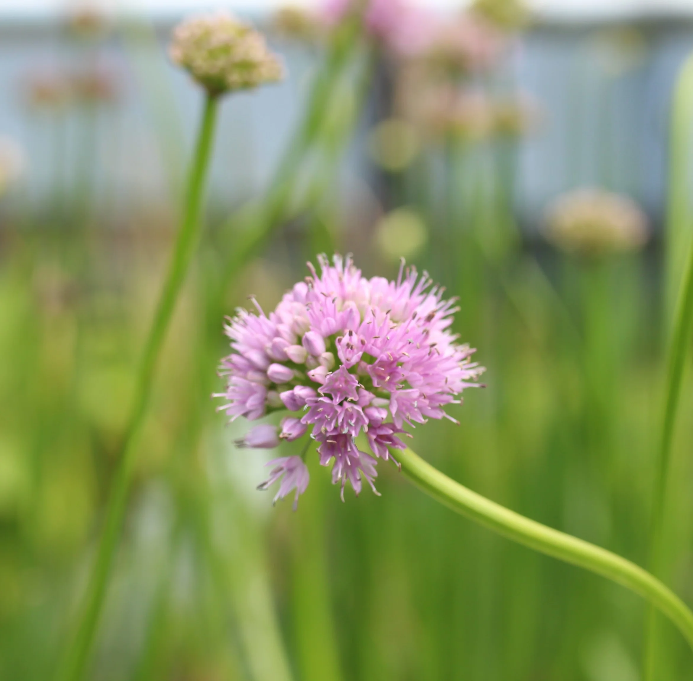 Allium Summer Beauty - Image 2