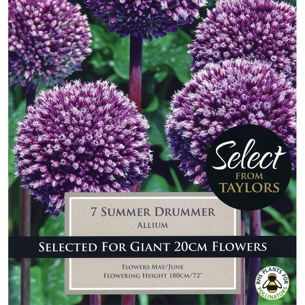 ALLIUM SUMMER DRUMMER