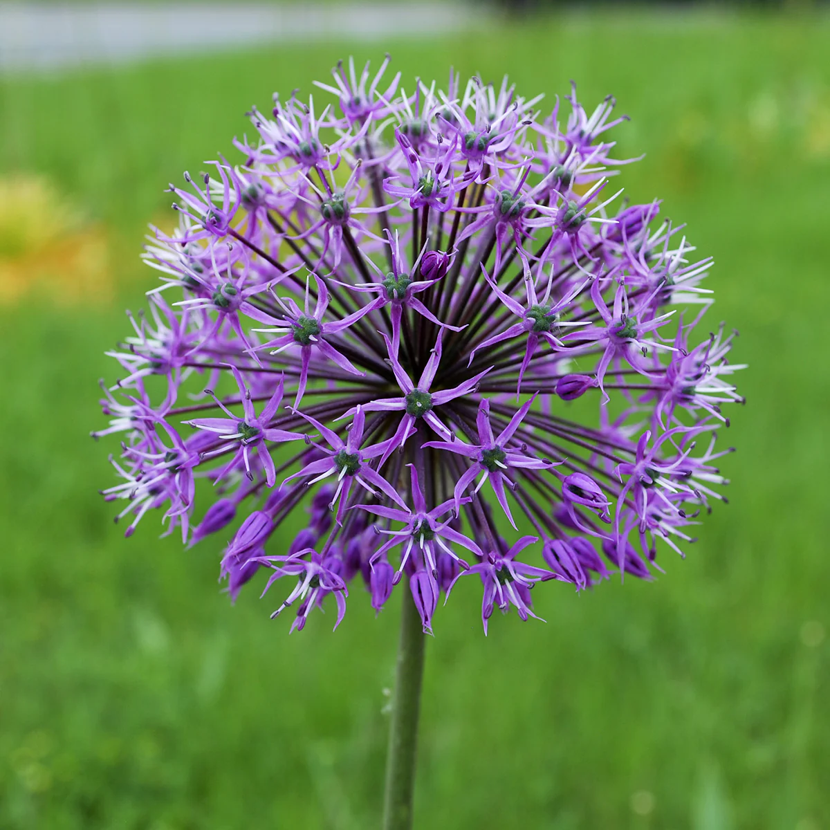 ALLIUM VIOLET BEAUTY 6 - Image 3