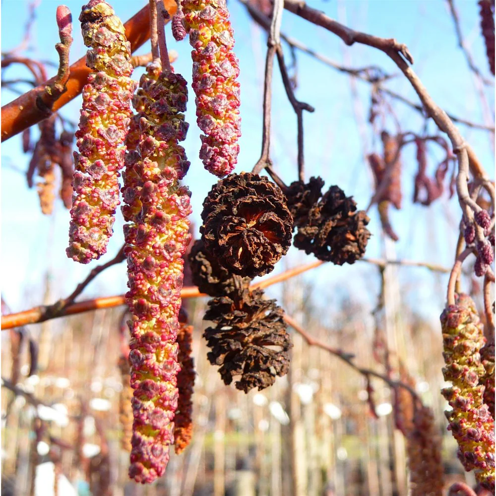 ALNUS INCANA AUREA