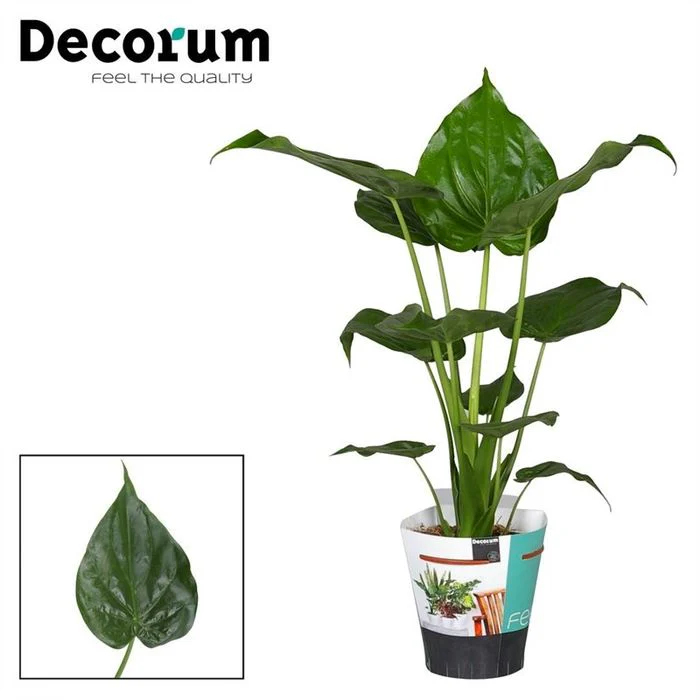 Alocasia cucullata  P19 - Image 2