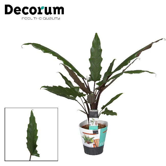 Alocasia lauterbachiana  P19