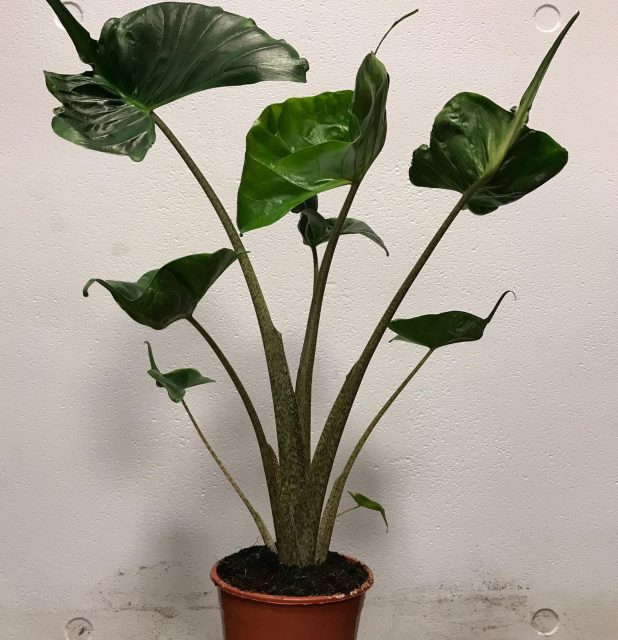 Alocasia macrorrhiza Stingray Macror Stingray