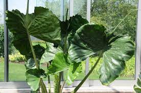 Alocasia macrorrhiza Stingray  P17