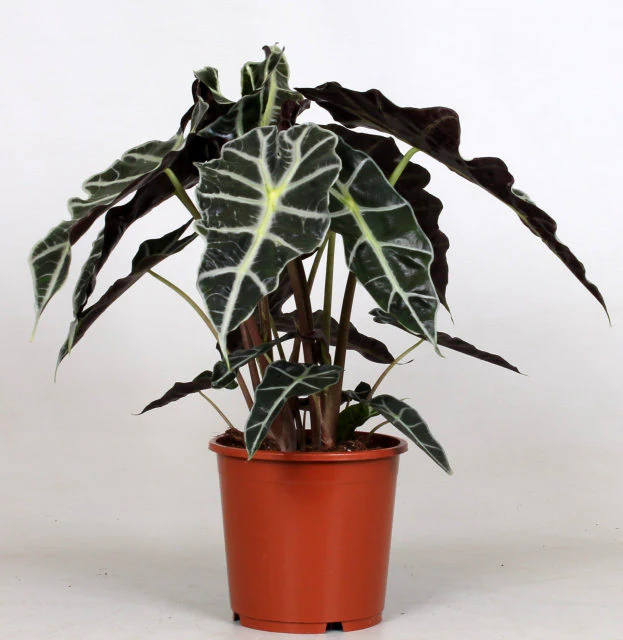 Alocasia Polly  P17