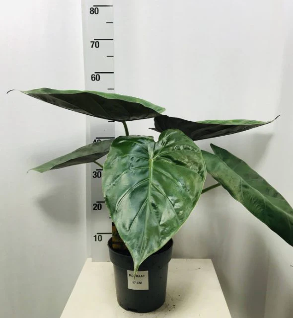 Alocasia Wentii  P24