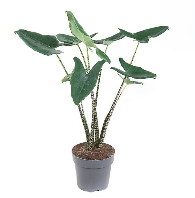 Alocasia zebrina - Image 2