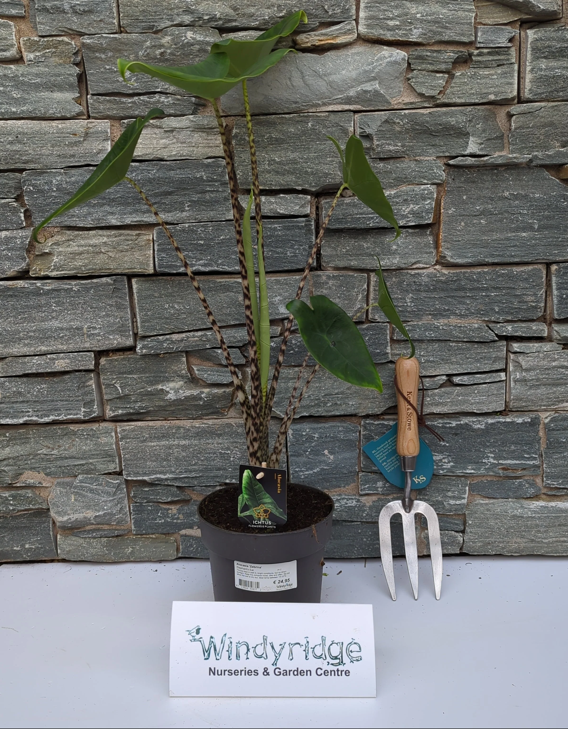 Alocasia Zebrina P17