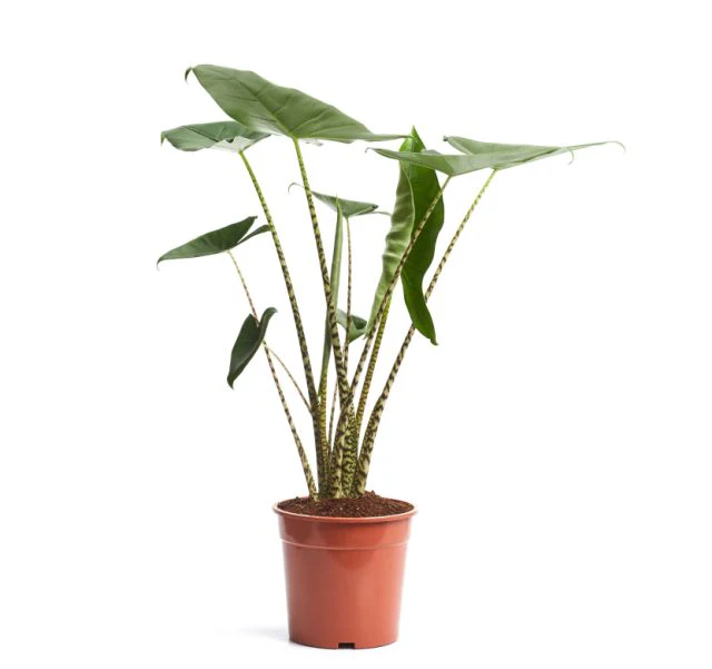 Alocasia Zebrina  P19