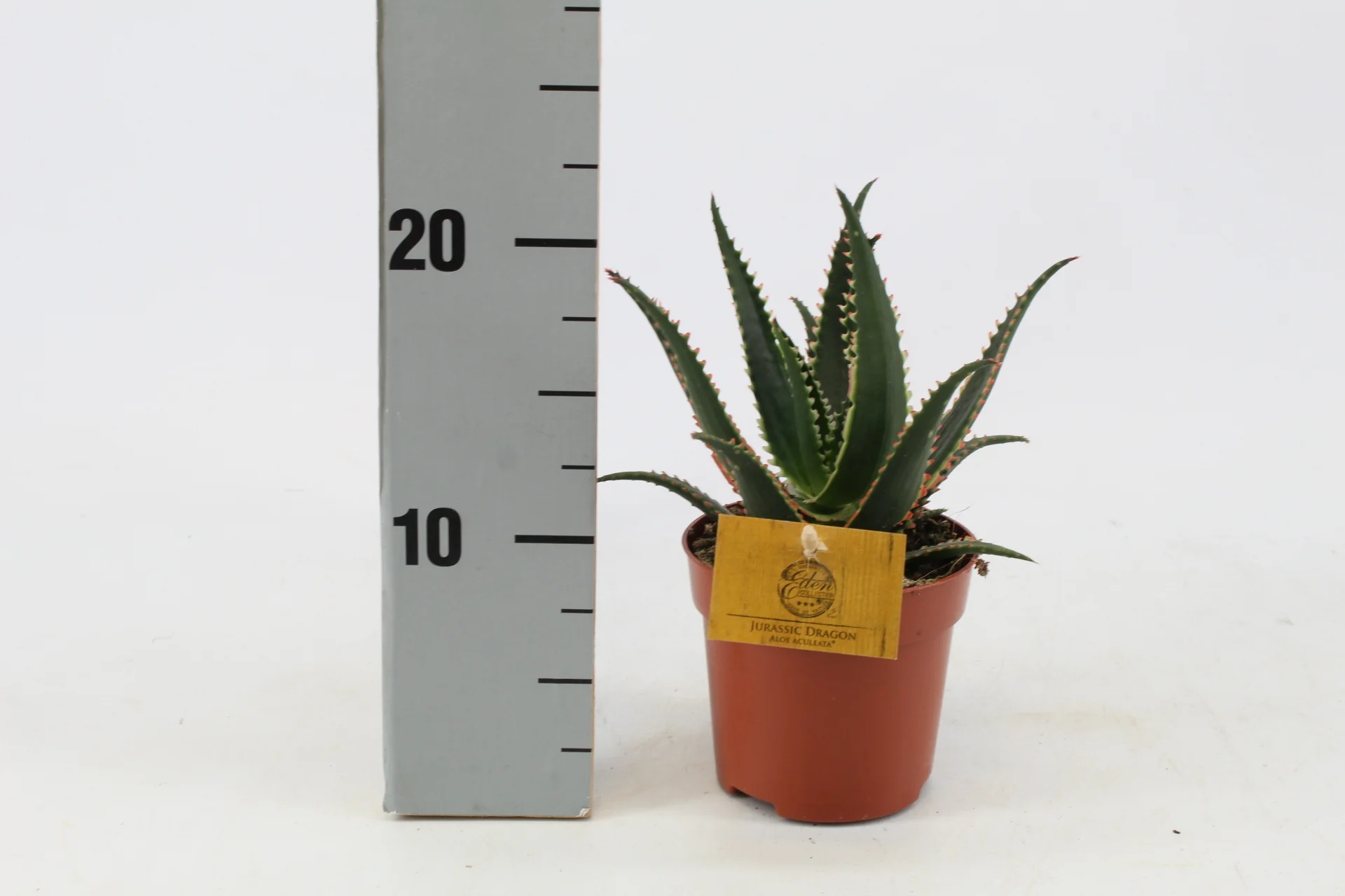 Aloe aculeata