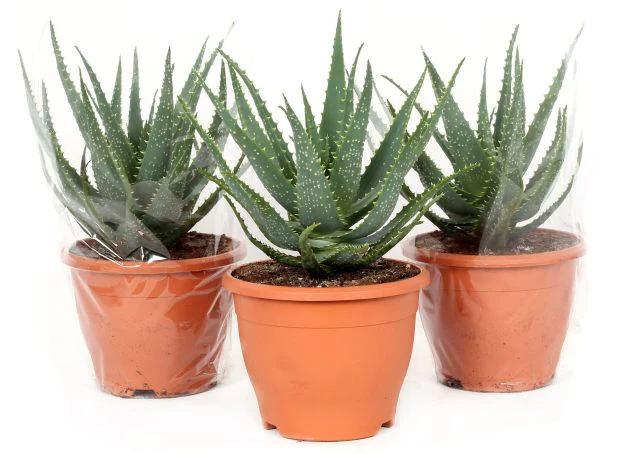 Aloe arborescens