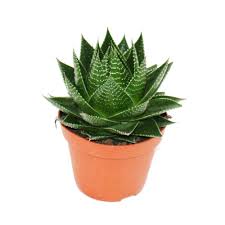 Aloe  Cosmo