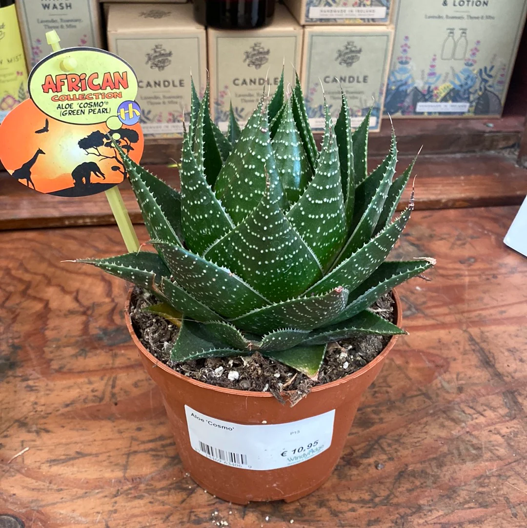 Aloe  Cosmo - Image 2
