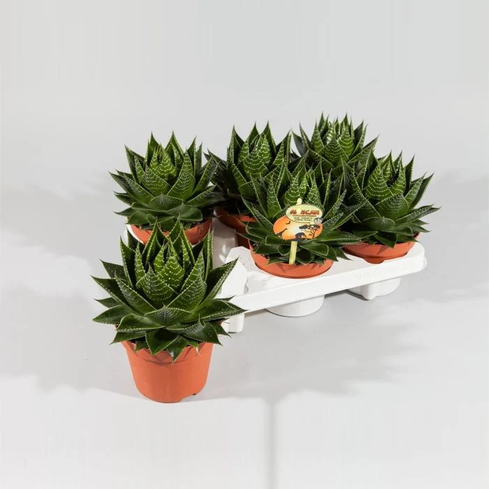 Aloe  Cosmo - Image 3