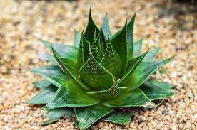 Aloe  Cosmo - Image 4