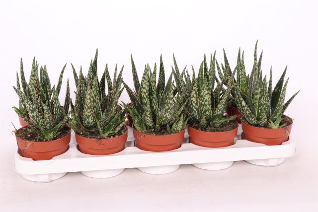 Aloe Red Flame
