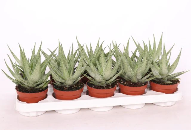 Aloe Snowflake