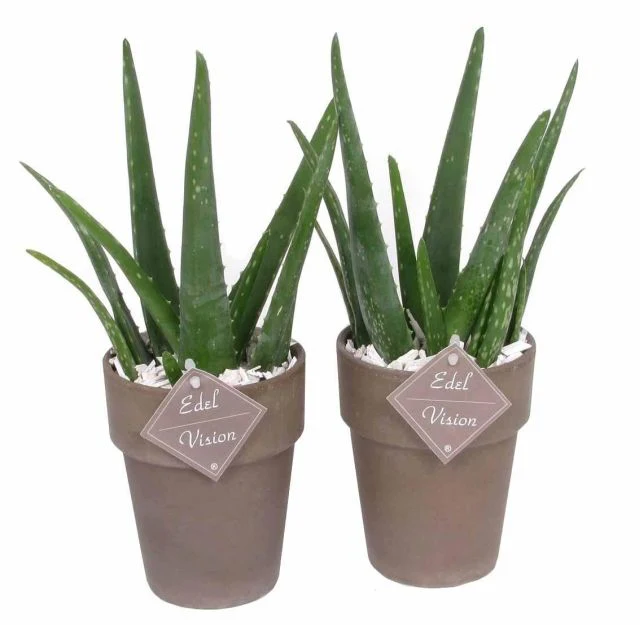 Aloe vera  Terracotta pot 10,5 cm