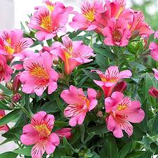 Alstroemeria 'Colorita'® mix P19 - Image 2
