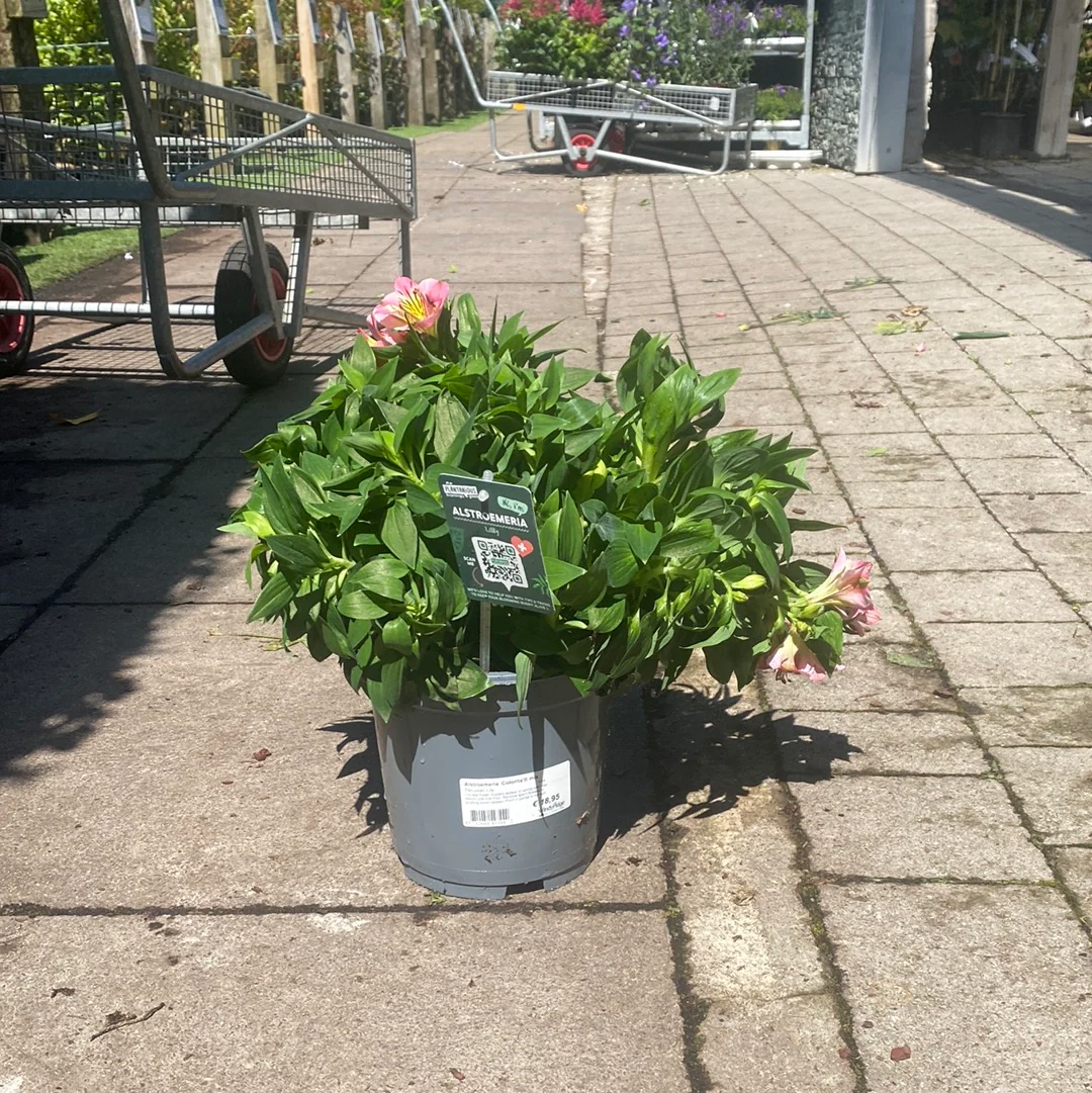 Alstroemeria 'Colorita'® mix P19 - Image 3