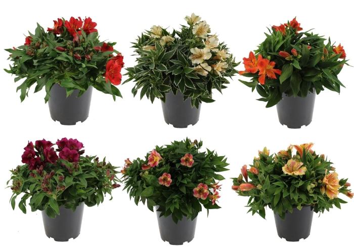 Alstroemeria 'Colorita'® mix P19 - Image 4
