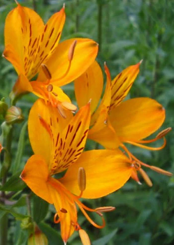 ALSTROEMERIA Golden Delight