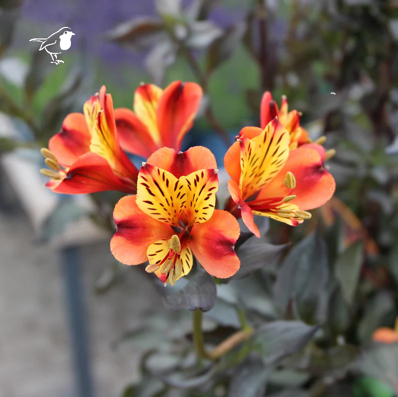 Alstroemeria Indian Summer