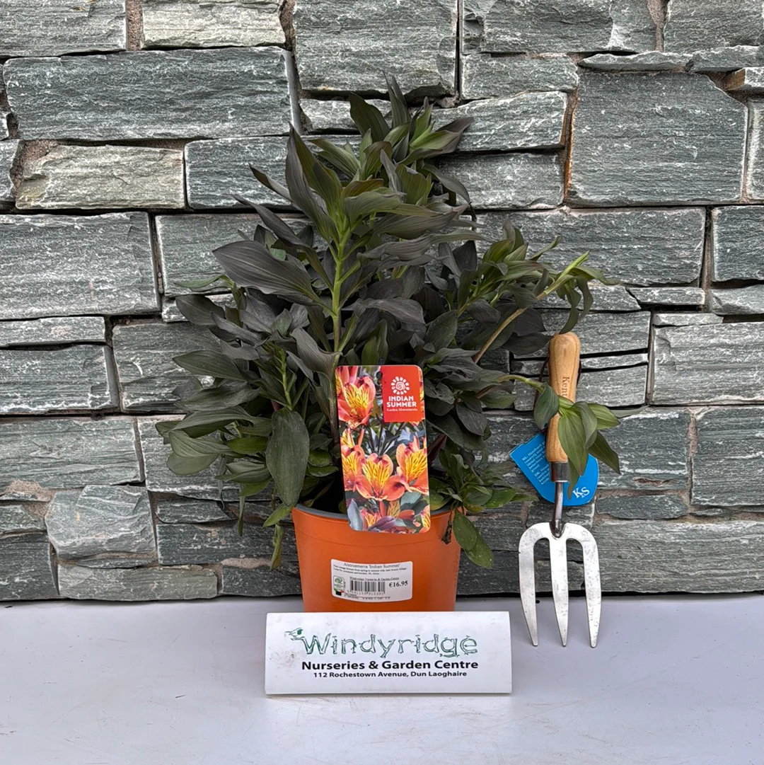 Alstroemeria Indian Summer 3lt Pot - Image 2