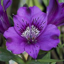 Alstroemeria Inticancha Indigo - Image 2