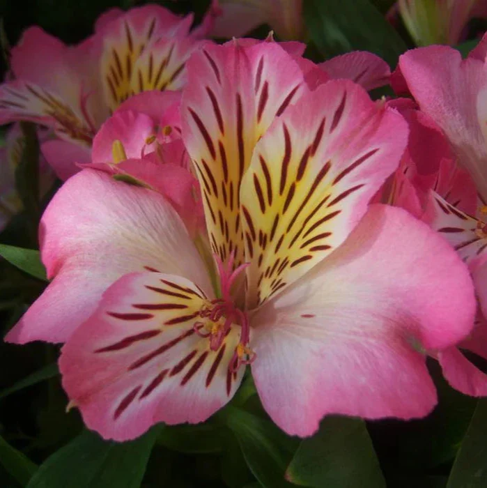 Alstroemeria Inticancha Machu - Image 3