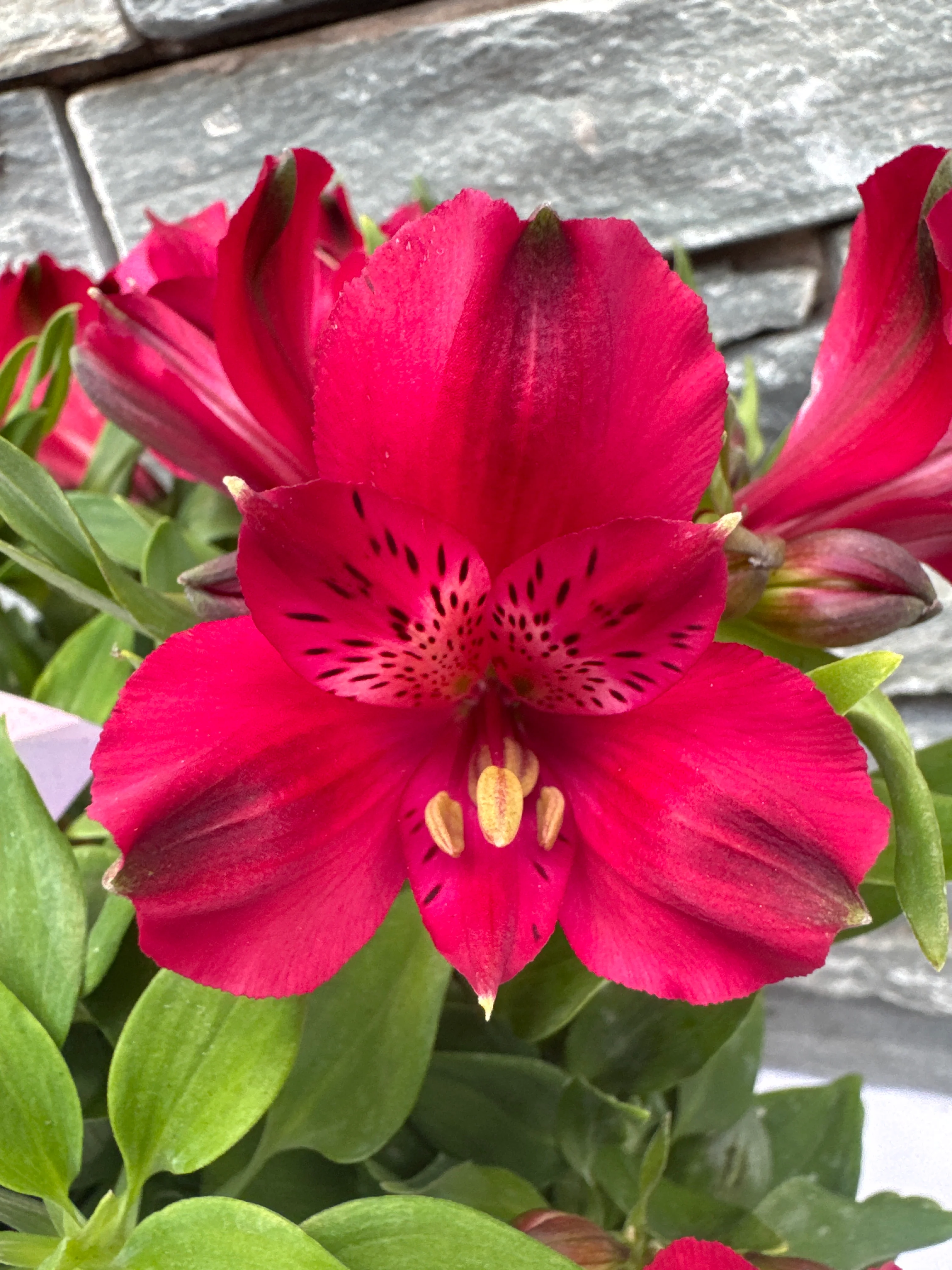 Alstroemeria Inticancha mix  P21 - Image 3