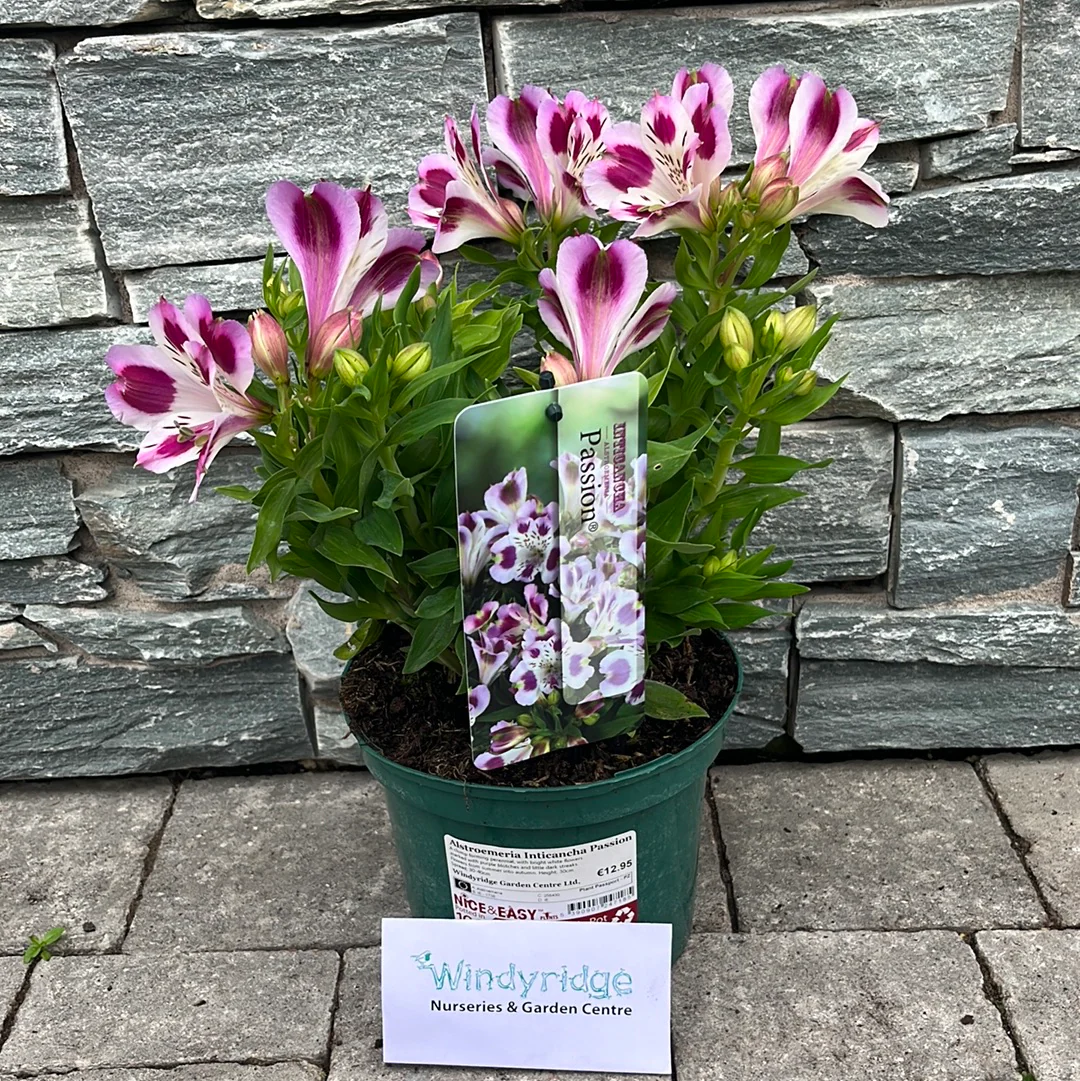 Alstroemeria Inticancha Passion - Image 2