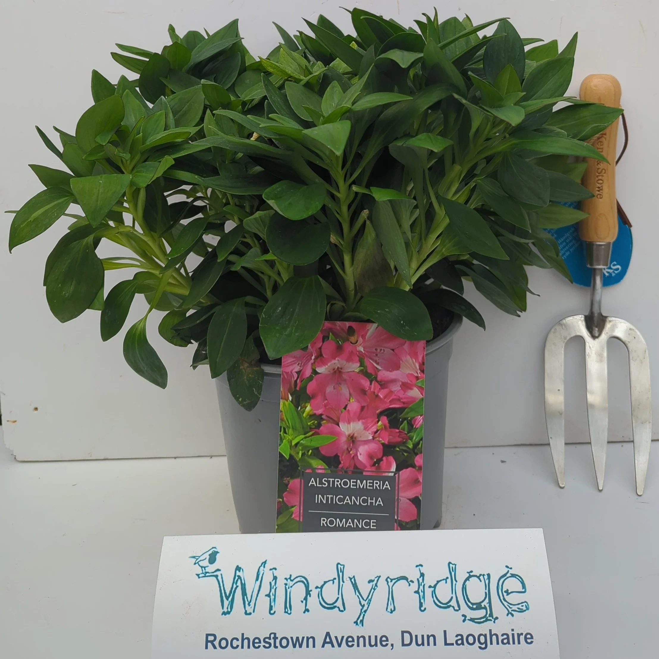 Alstroemeria Inticancha Romance 3 Ltr - Image 2
