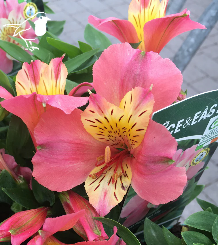 Alstroemeria Little Miss Davina