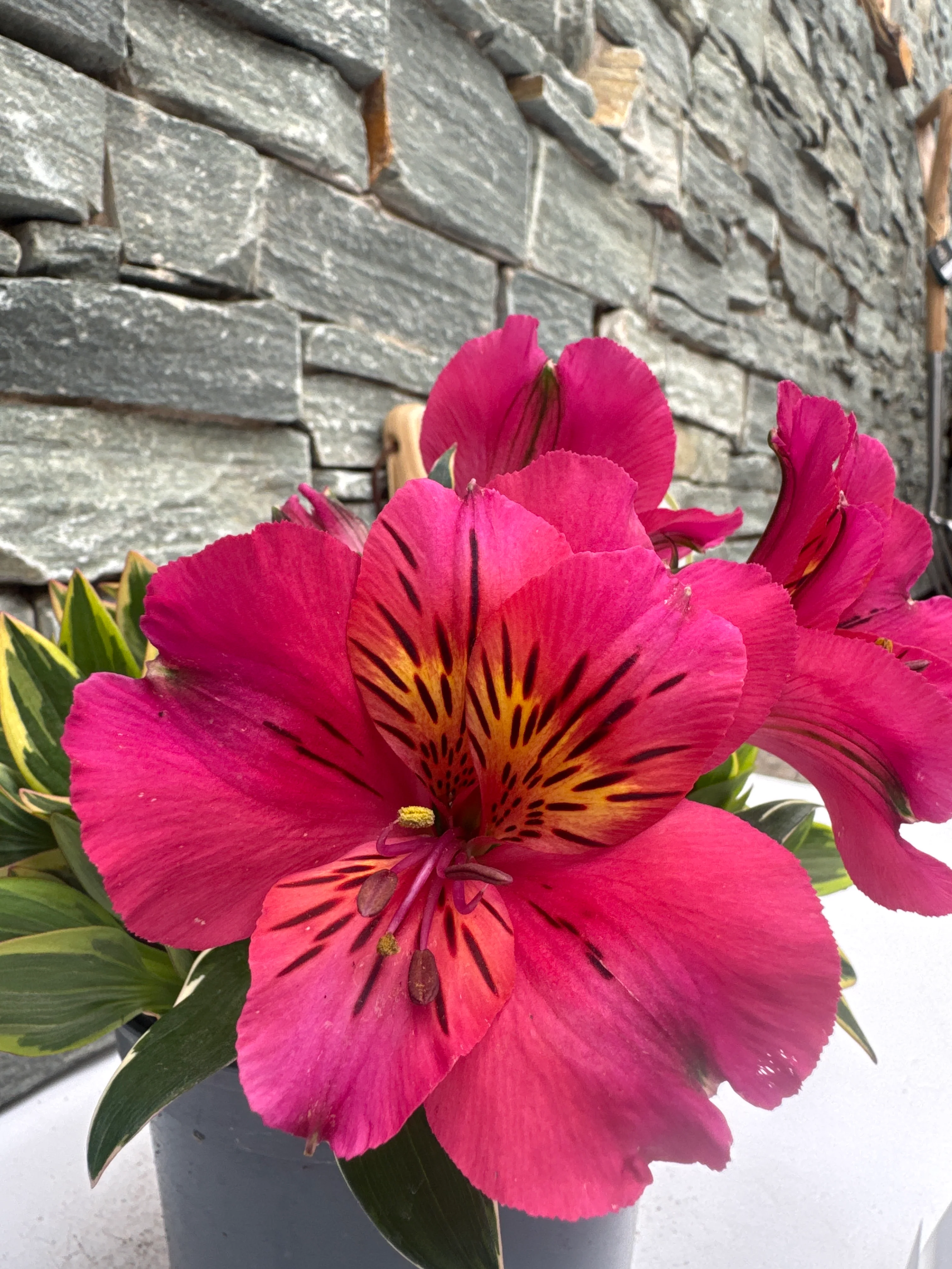 ALSTROEMERIA sp.  River Valley - Image 2