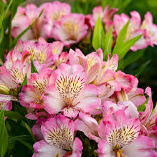 ALSTROEMERIA sp. Summer Break - Image 2