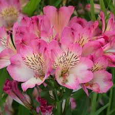 ALSTROEMERIA sp. Summer Chic - Image 3