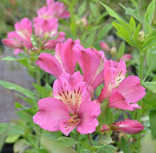 ALSTROEMERIA sp. Summer Rose - Image 2