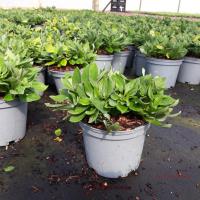 ALSTROEMERIA sp. Summer Rose - Image 3