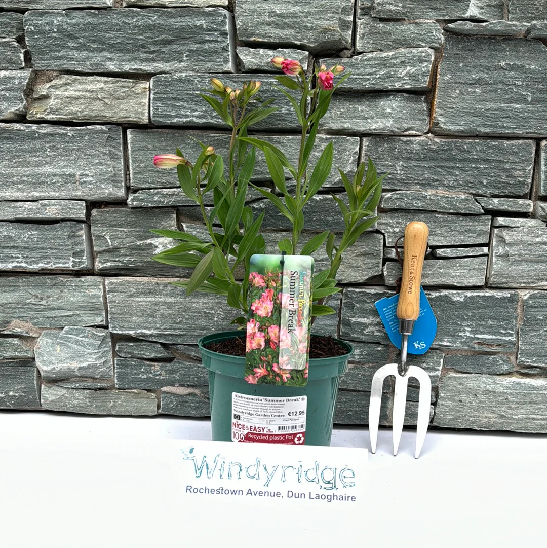 Alstroemeria Summer Break - Image 2