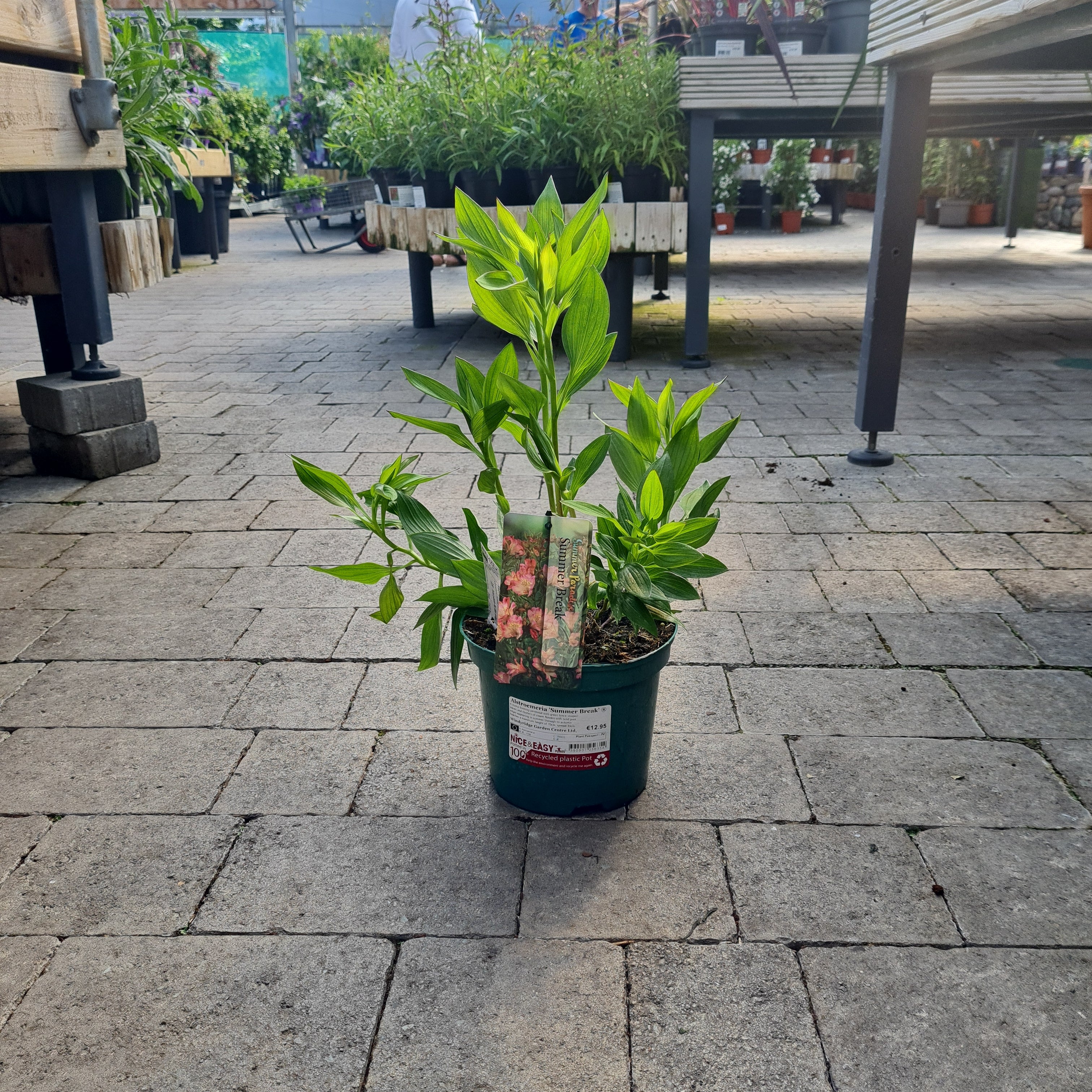 Alstroemeria Summer Break - Image 3
