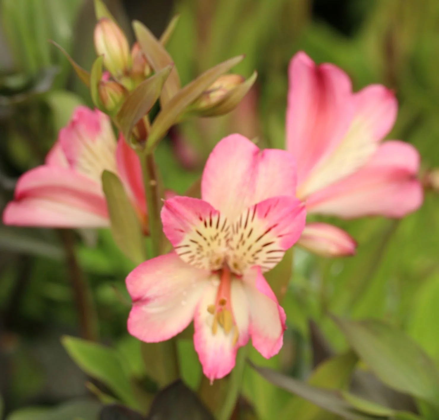ALSTROEMERIA Summer Break - Image 2