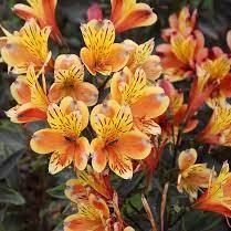 Alstroemeria Summer Breeze - Image 2