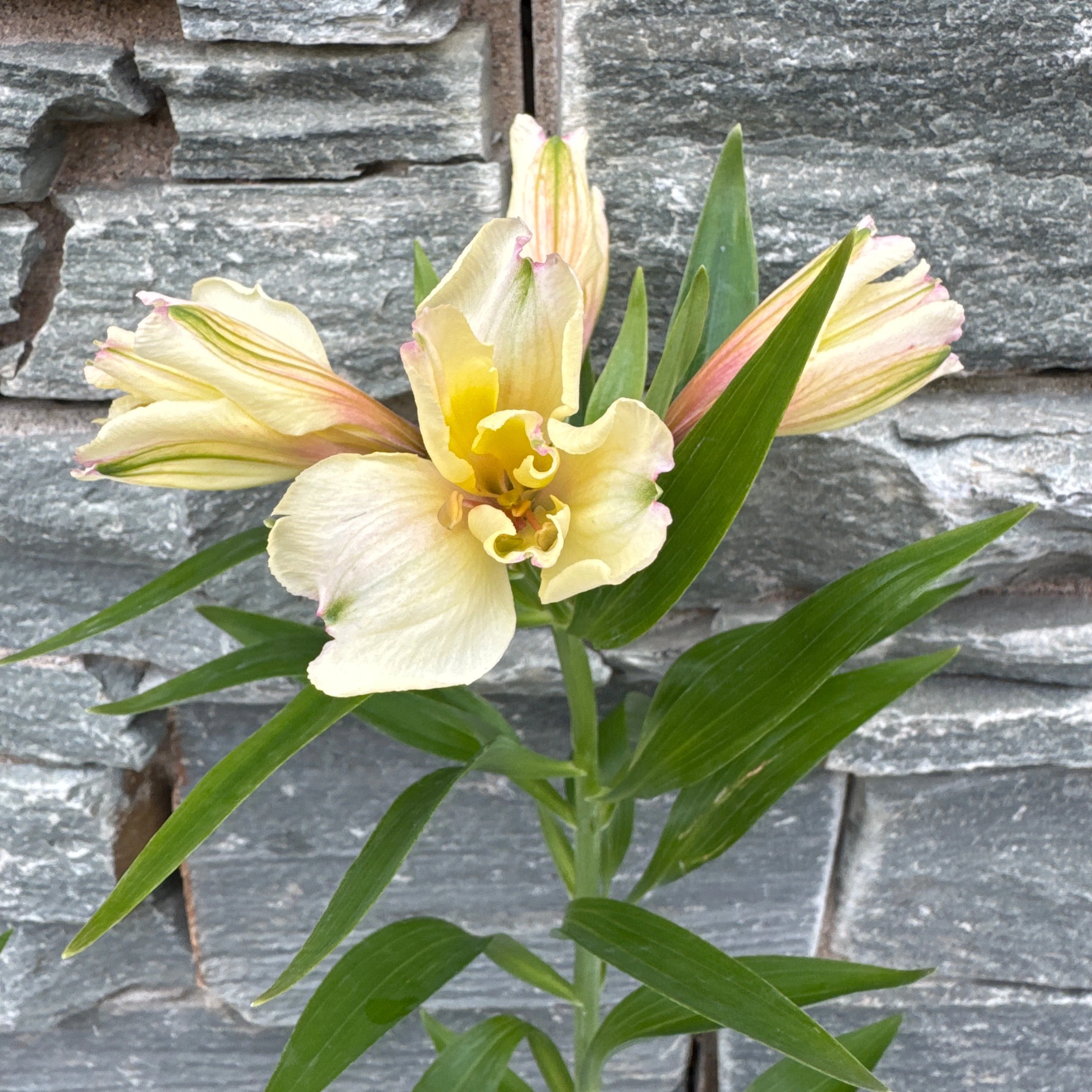 ALSTROEMERIA Summer Sky - Image 2