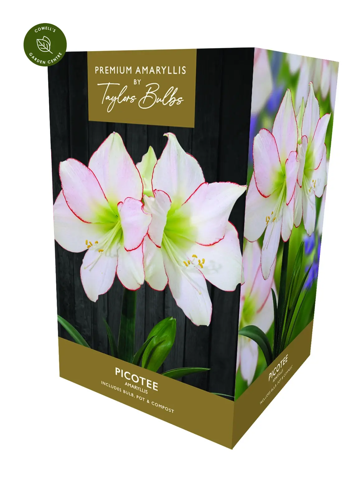 AMARYLLIS PICOTEE