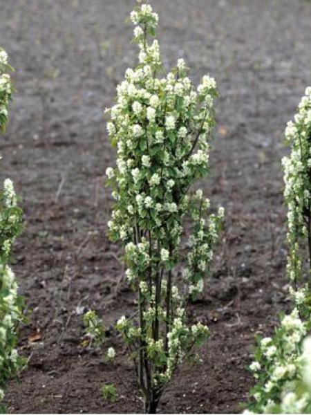 Amelanchier aln. Obelisk