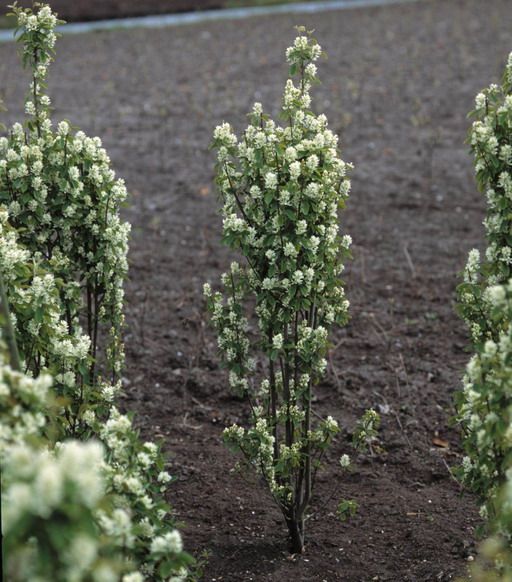Amelanchier aln. Obelisk